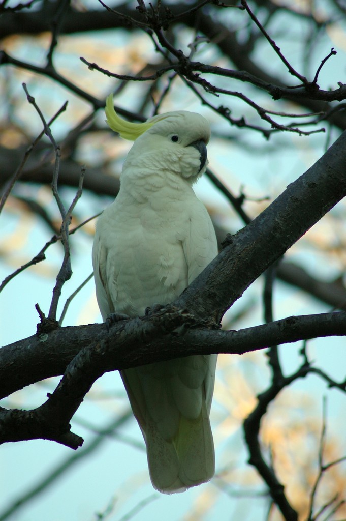 Yellow Crested White Cookatoo
